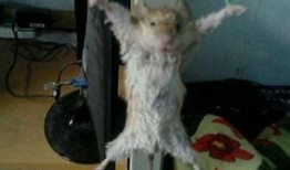 最新老鼠爆料新闻视频大全,揭秘娱乐圈幕后真相